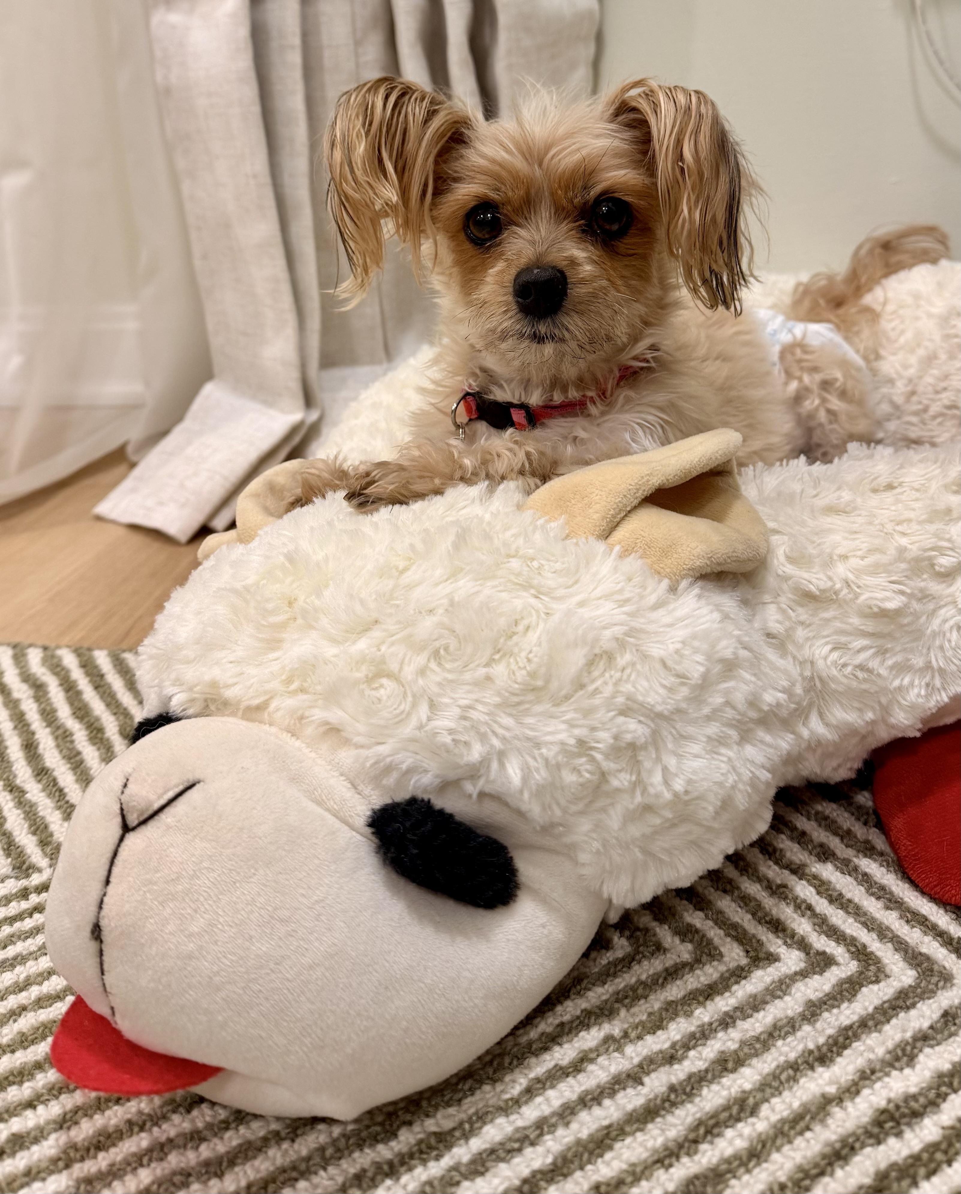 Enlarge Lacey, a ADOPTABLE Yorkshire Terrier in Springfield, VA image 2/3