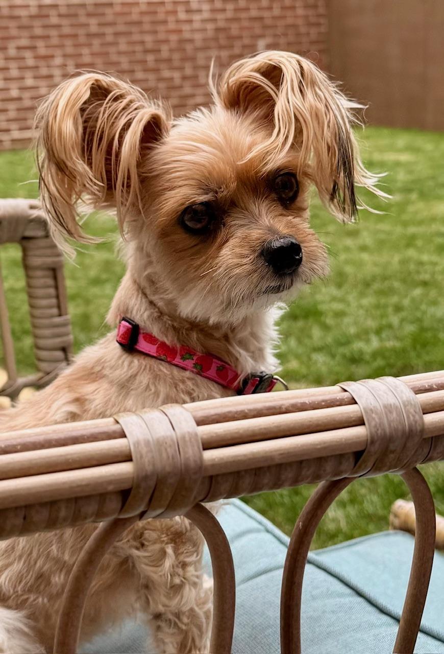 Enlarge Lacey, a ADOPTABLE Yorkshire Terrier in Springfield, VA image 1/3