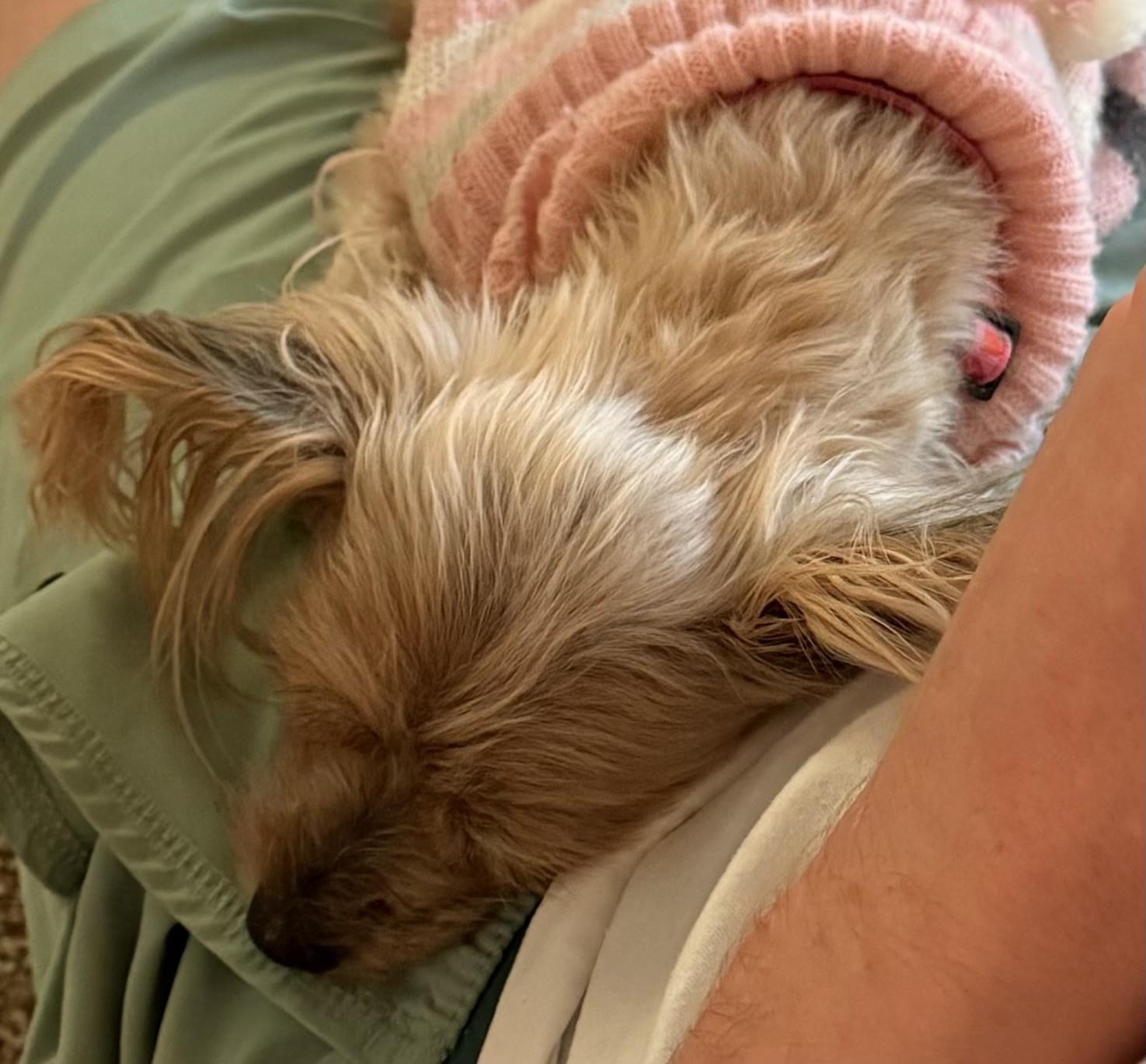 Enlarge Lacey, a ADOPTABLE Yorkshire Terrier in Springfield, VA image 3/3