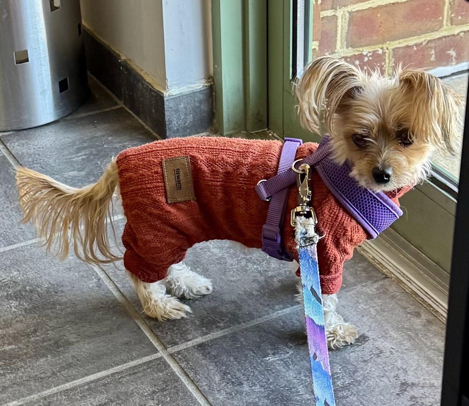 Enlarge Lacey, a ADOPTABLE Yorkshire Terrier in Springfield, VA image 3/3