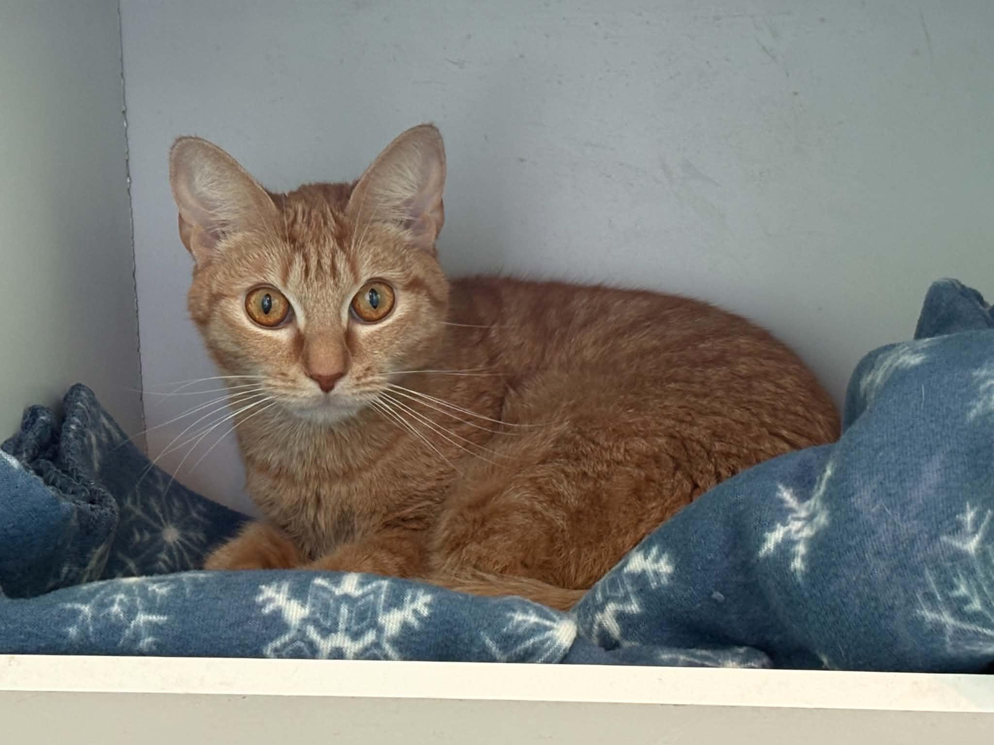 Ginger, ADOPTABLE, Young Female American Shorthair.