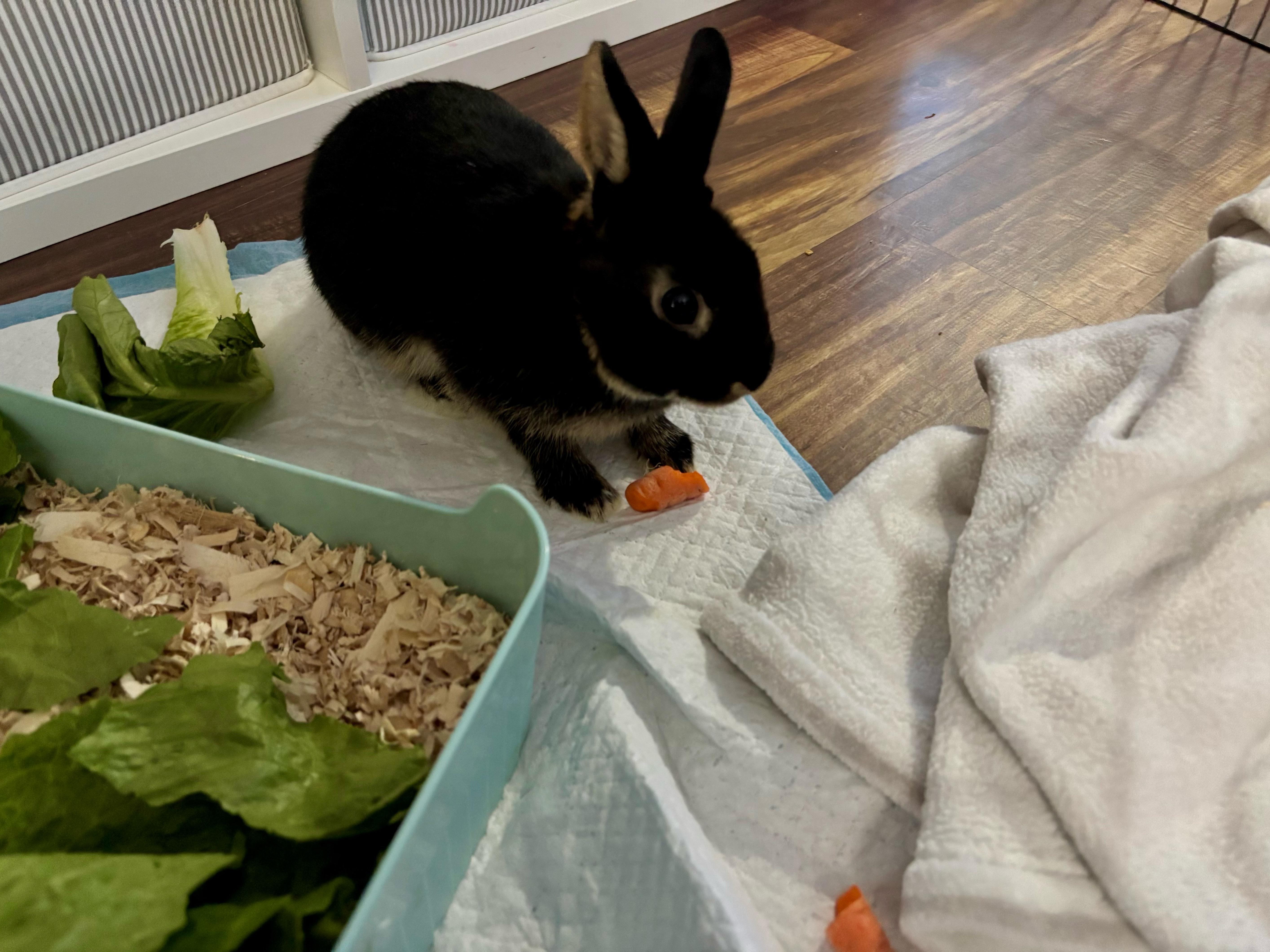 Enlarge Barnabas, a ADOPTABLE Silver Marten in Everett, ON image 2/2