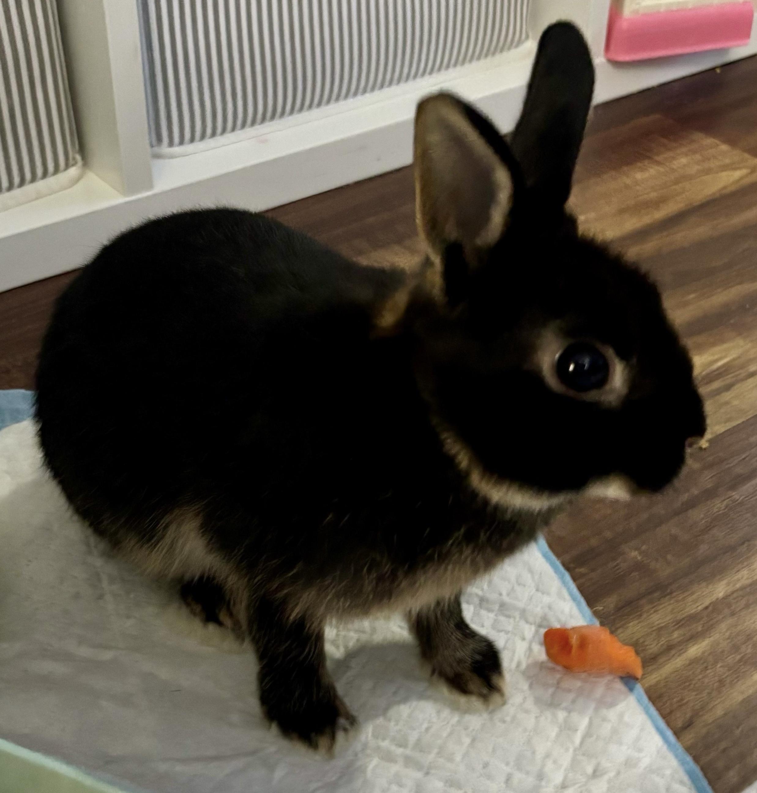 Barnabas, ADOPTABLE, Adult Male Silver Marten.