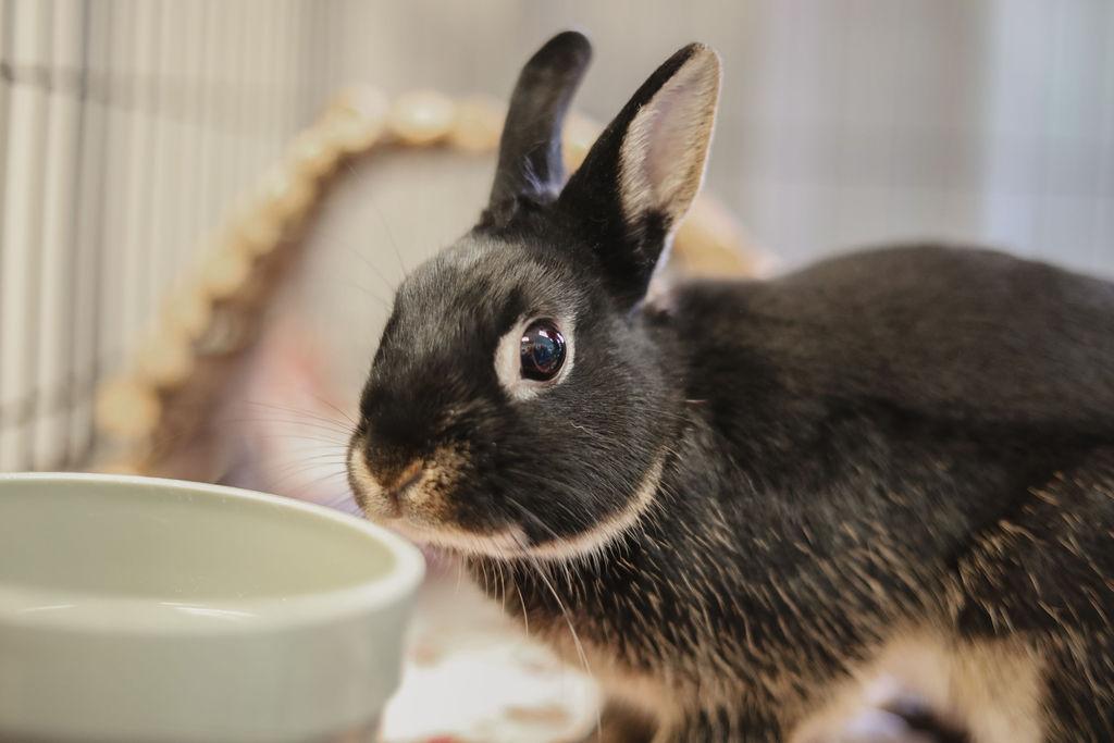 Enlarge Barnabas, a ADOPTABLE Silver Marten in Everett, ON image 1/4