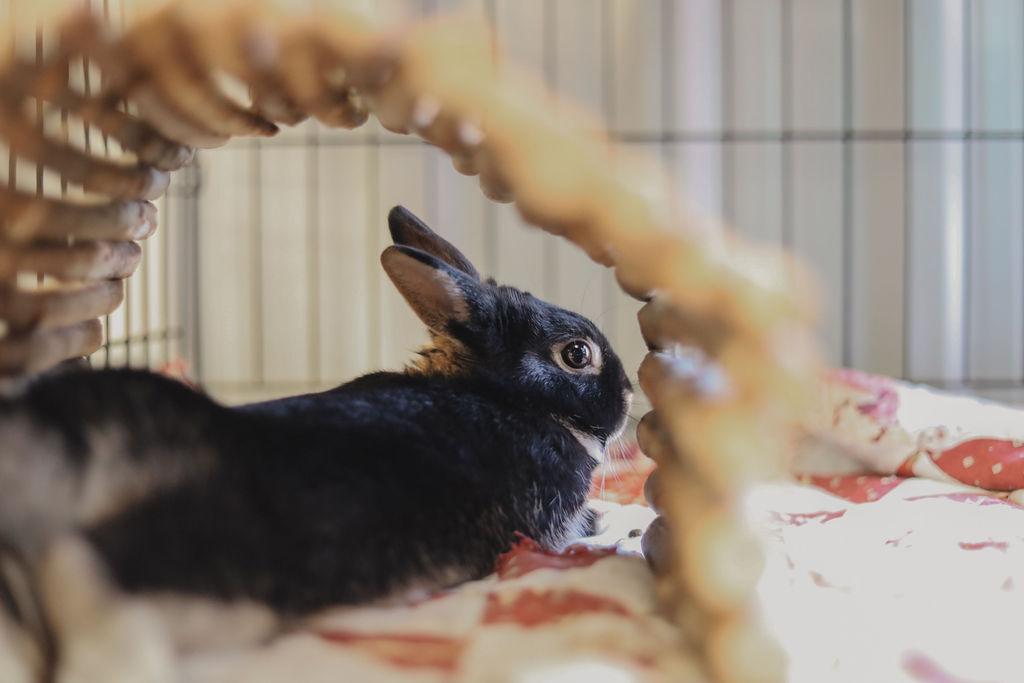 Enlarge Barnabas, a ADOPTABLE Silver Marten in Everett, ON image 4/4