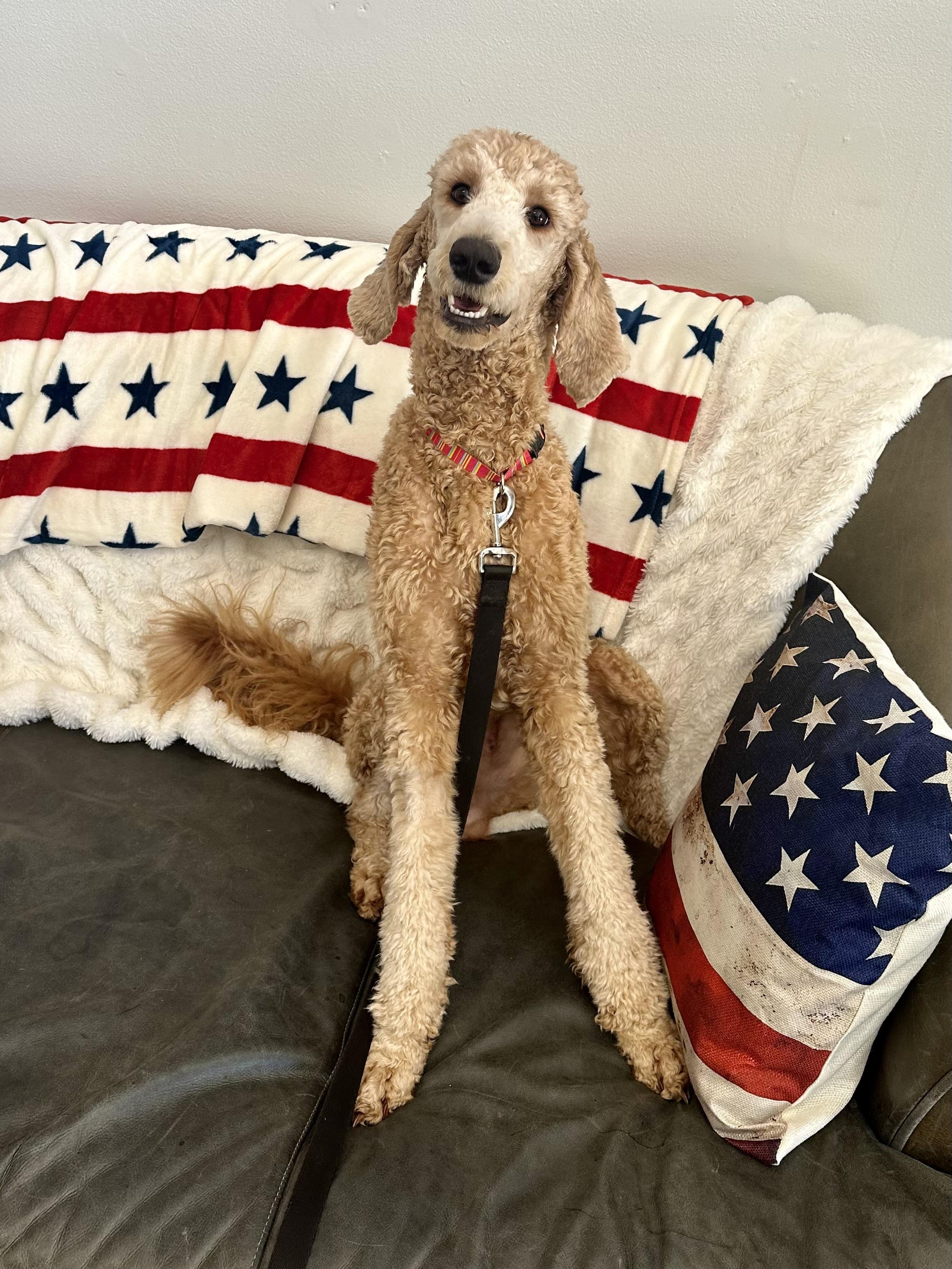 Standard Poodles for Adoption in Anacoco, Louisiana | Petfinder