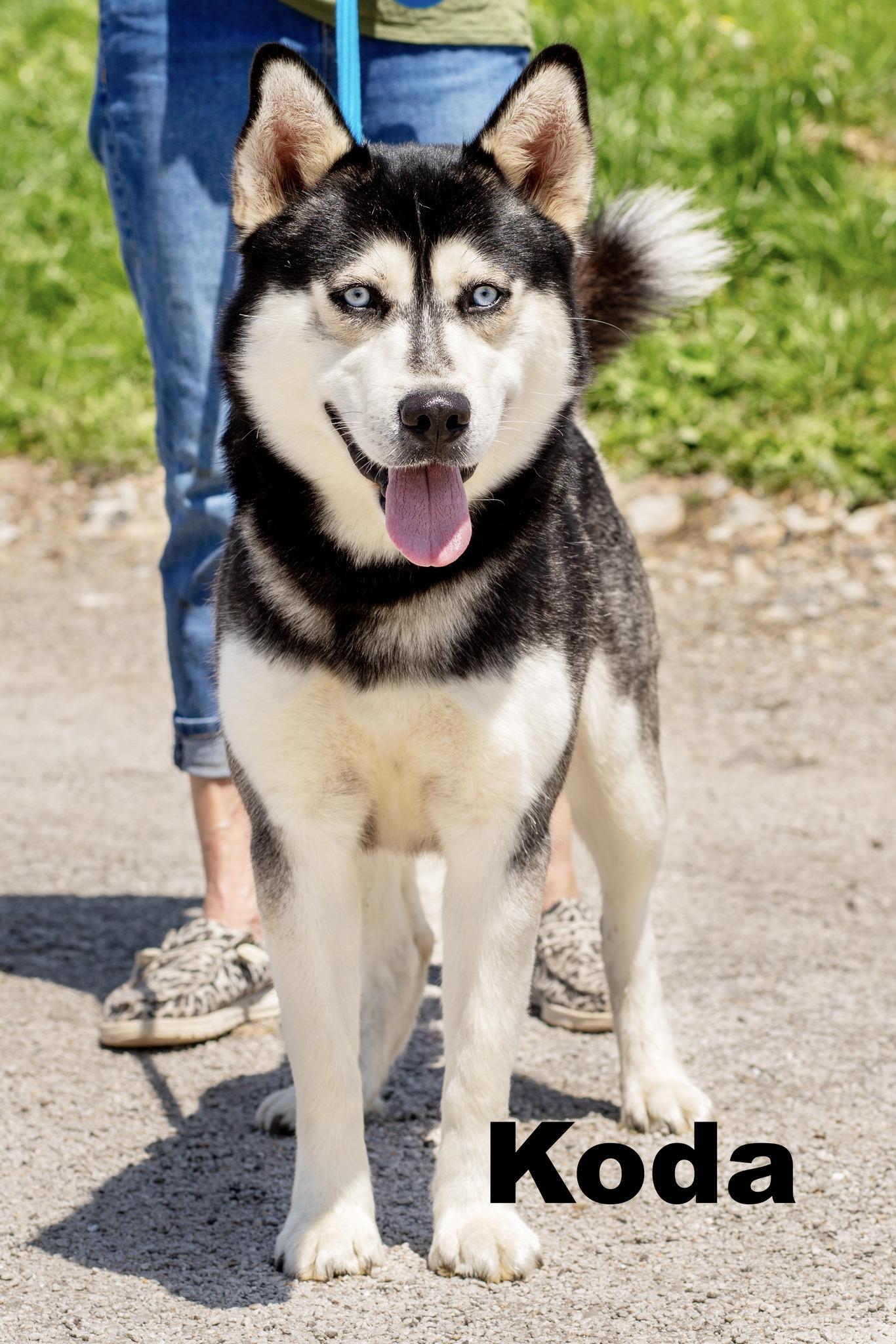 Enlarge Koda, an adoptable Husky in Macomb, IL image 1/1