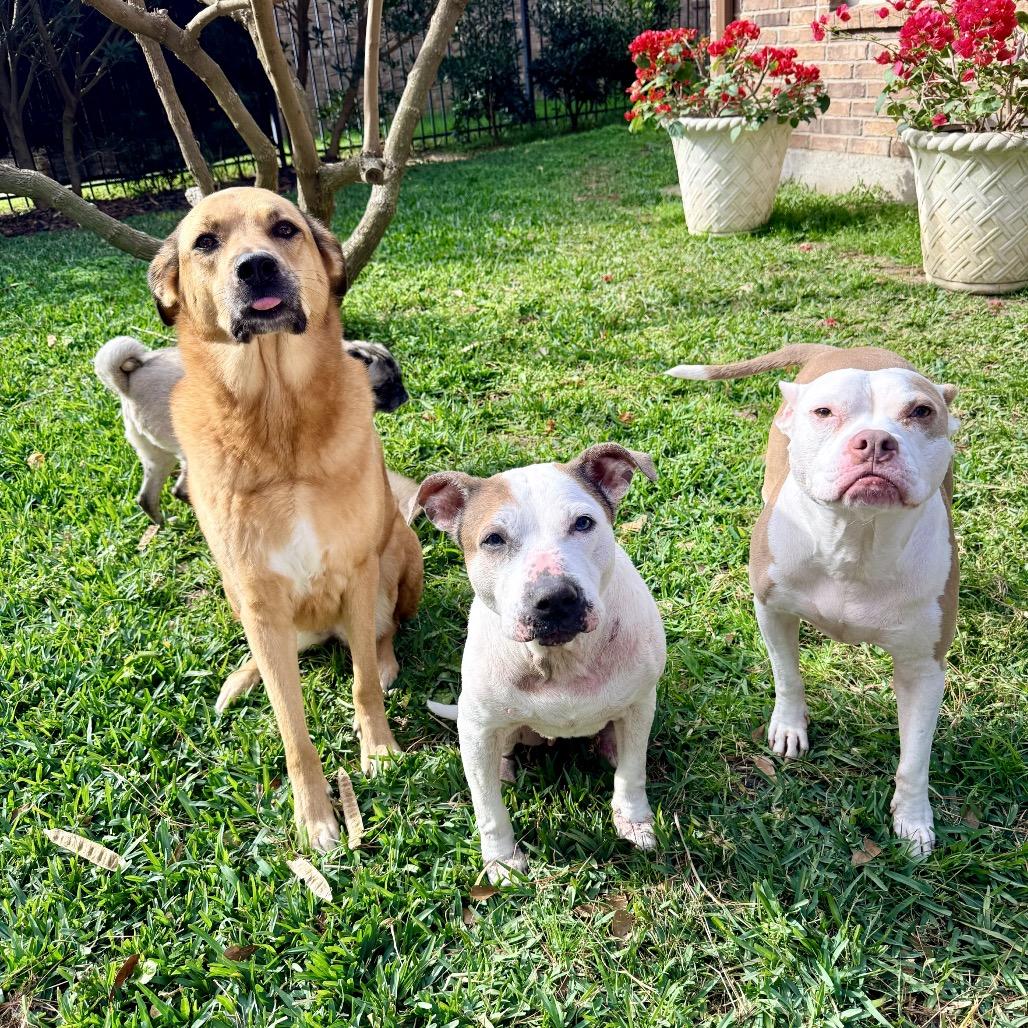 Enlarge PuppyCups, a Adoptable mixed breed in Conroe, TX image 1/6