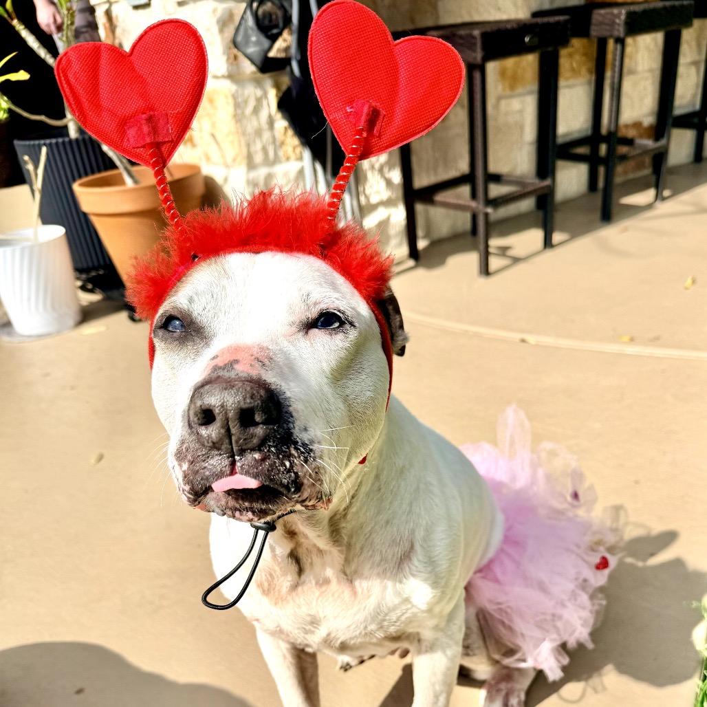 PuppyCups, a Adoptable mixed breed in Conroe, TX image 1/6