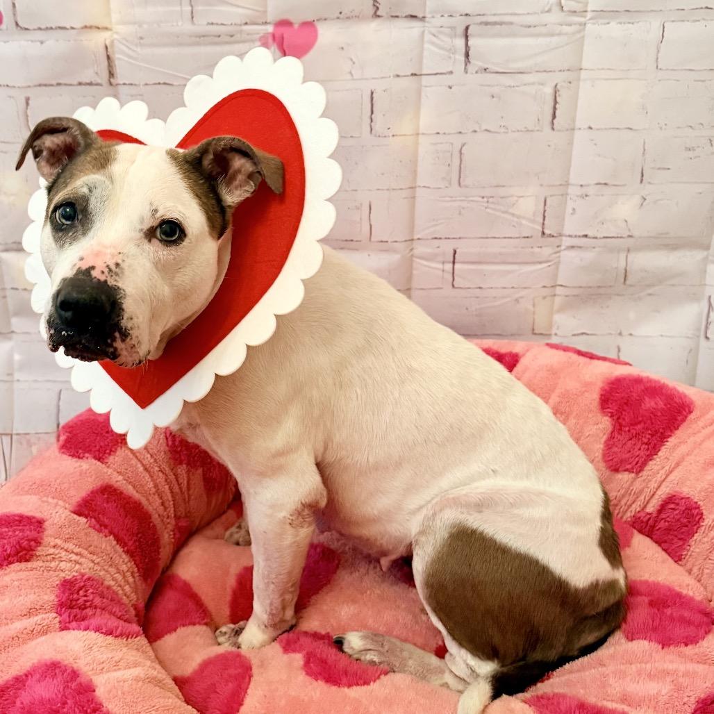 Enlarge PuppyCups, a Adoptable mixed breed in Conroe, TX image 1/6