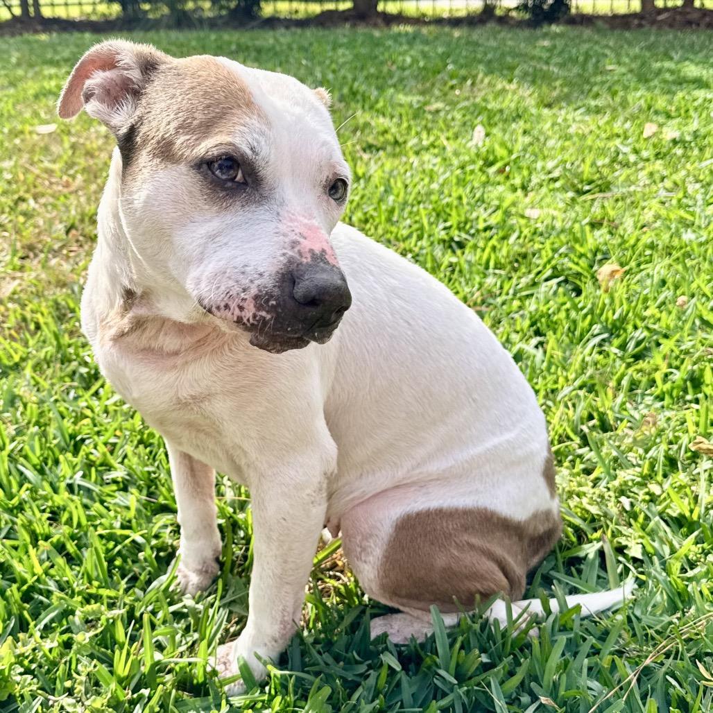 PuppyCups, a Adoptable mixed breed in Conroe, TX image 3/6