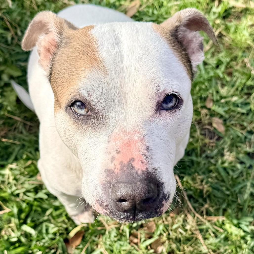 Enlarge PuppyCups, a Adoptable mixed breed in Conroe, TX image 4/6