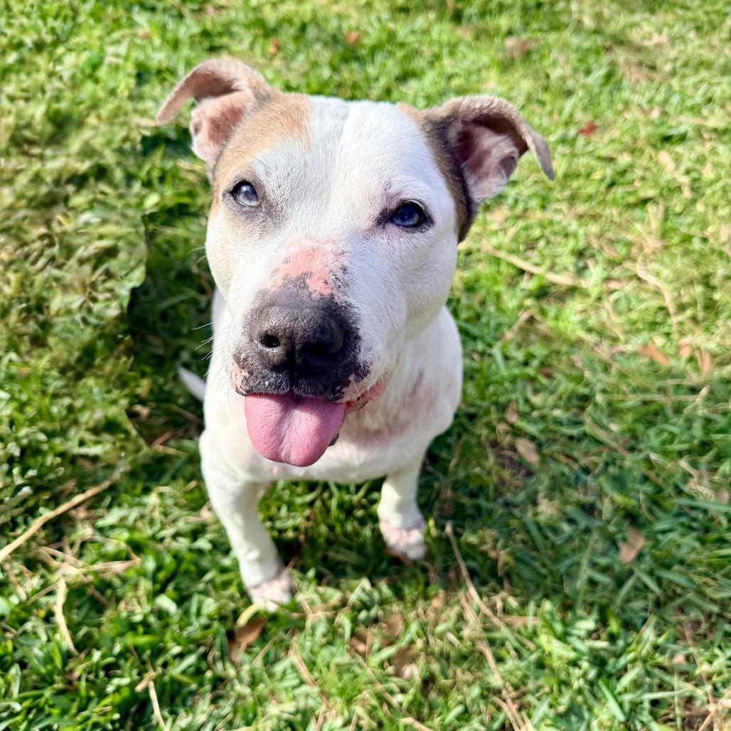 Enlarge PuppyCups, a Adoptable mixed breed in Conroe, TX image 5/6