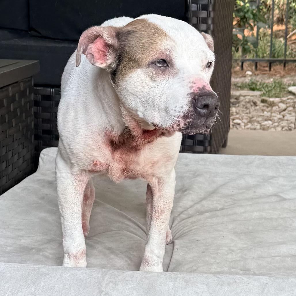 PuppyCups, a Adoptable mixed breed in Conroe, TX image 6/6