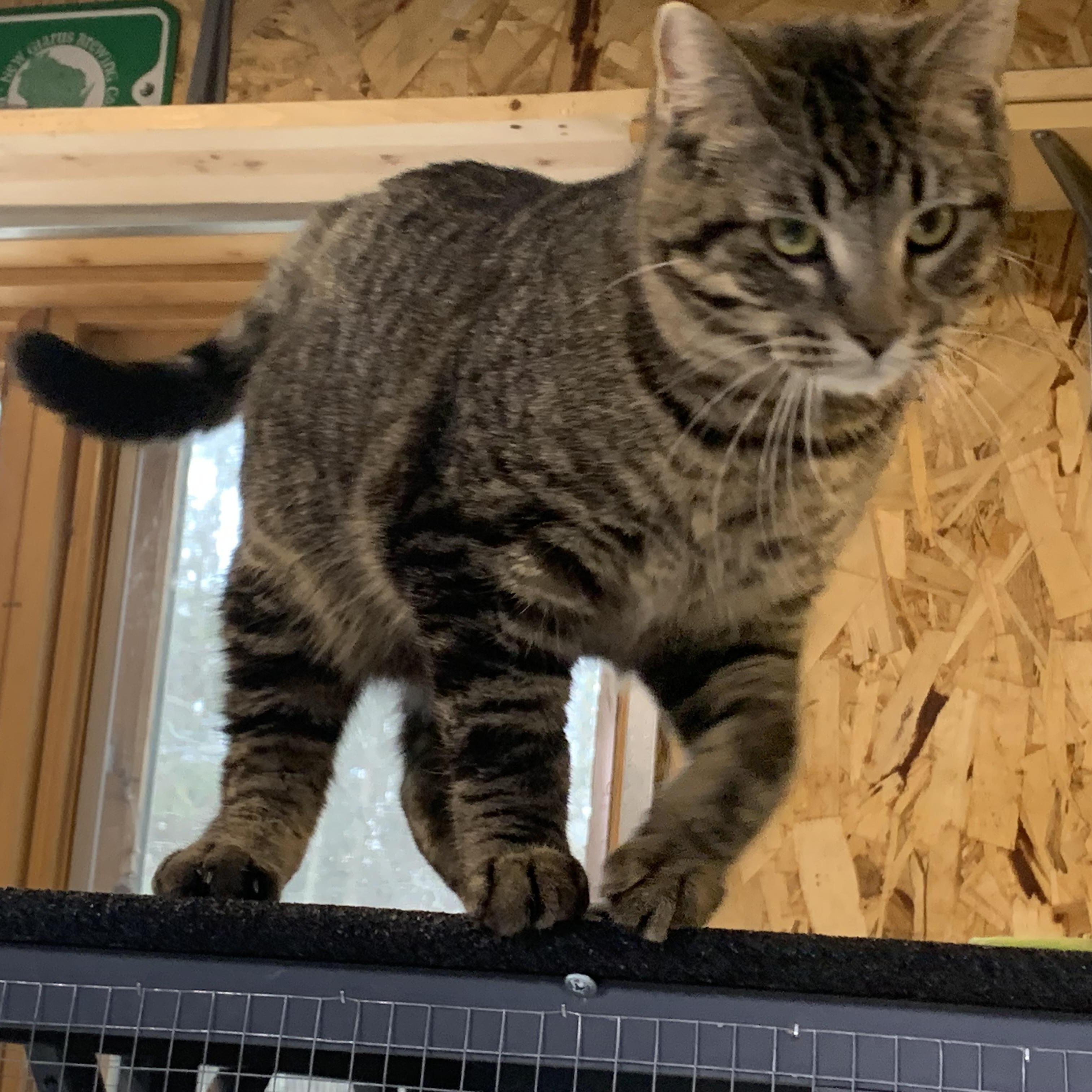 Enlarge Roosevelt, a ADOPTABLE Domestic Short Hair in Stockholm, WI image 3/5