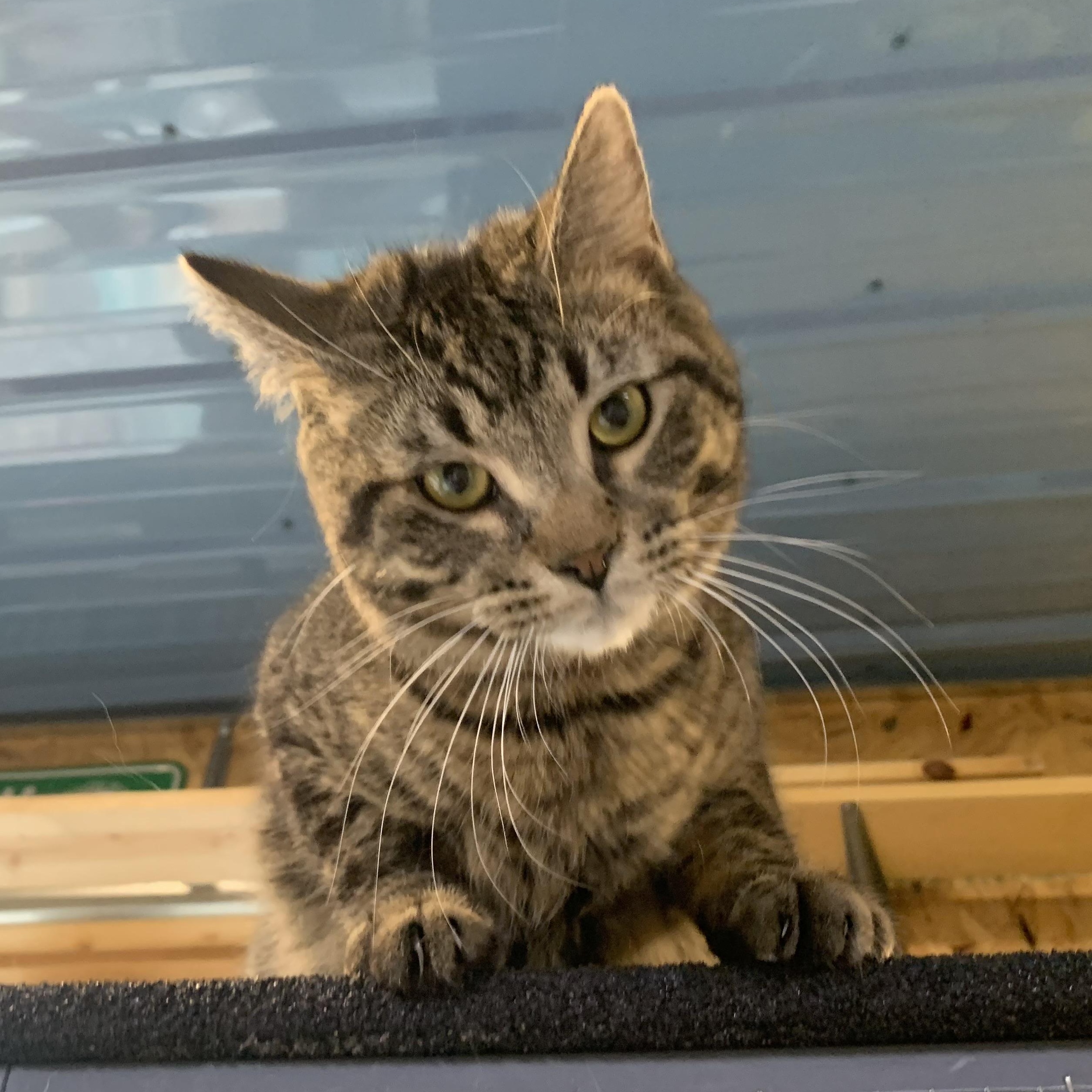 Enlarge Roosevelt, a ADOPTABLE Domestic Short Hair in Stockholm, WI image 2/5