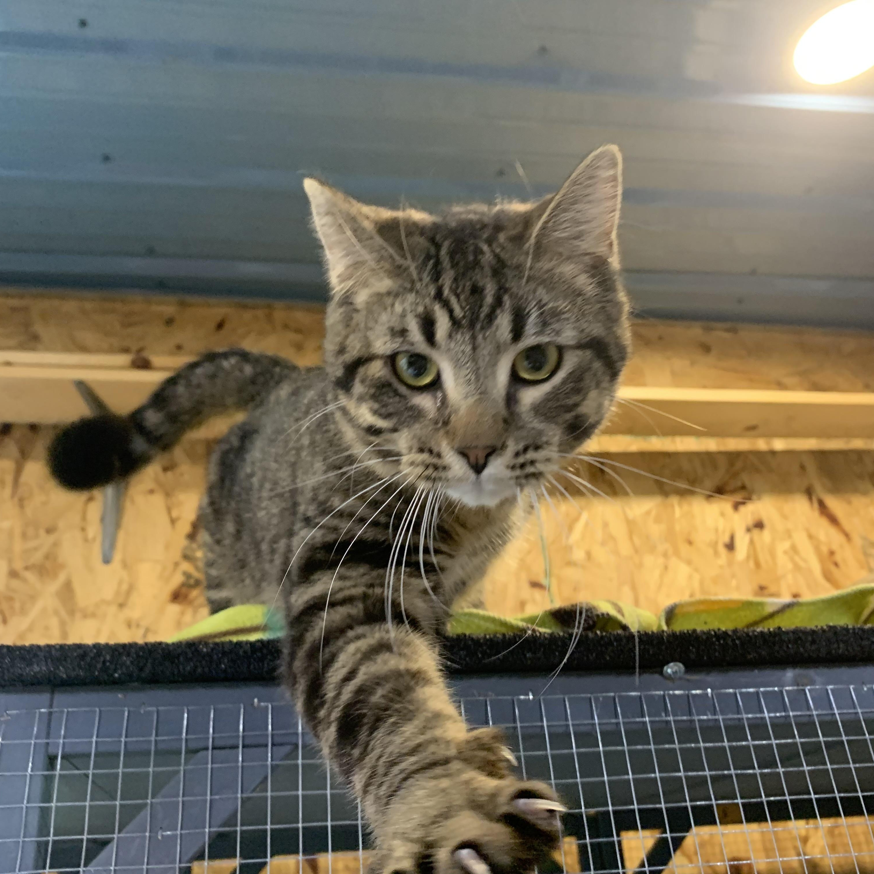 Enlarge Roosevelt, a ADOPTABLE Domestic Short Hair in Stockholm, WI image 1/5