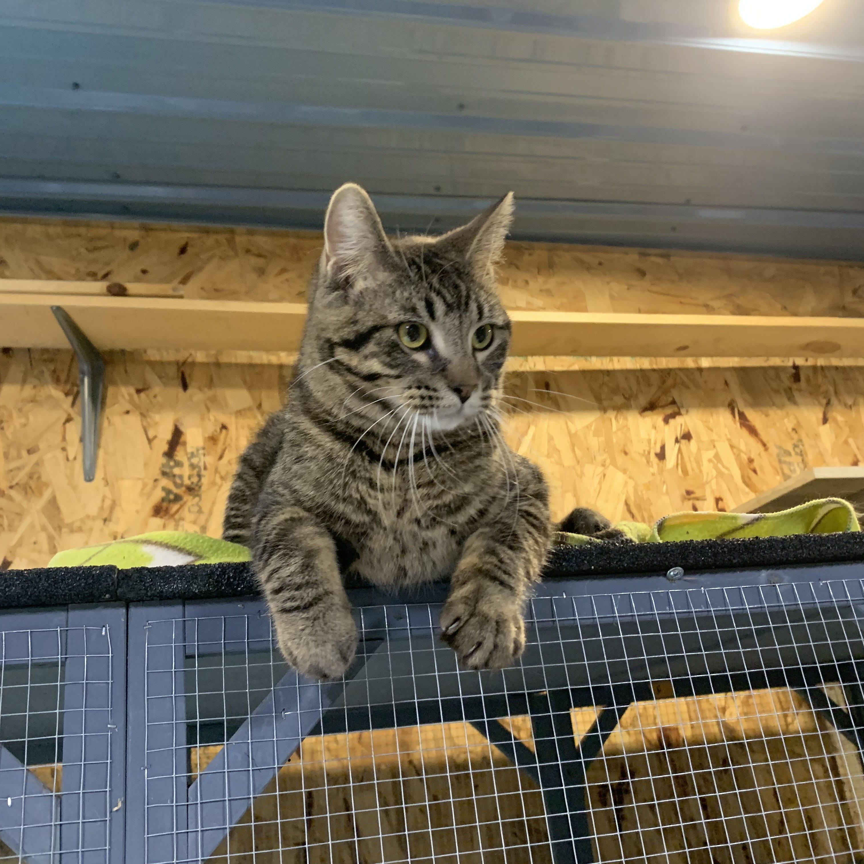 Enlarge Roosevelt, a ADOPTABLE Domestic Short Hair in Stockholm, WI image 4/5