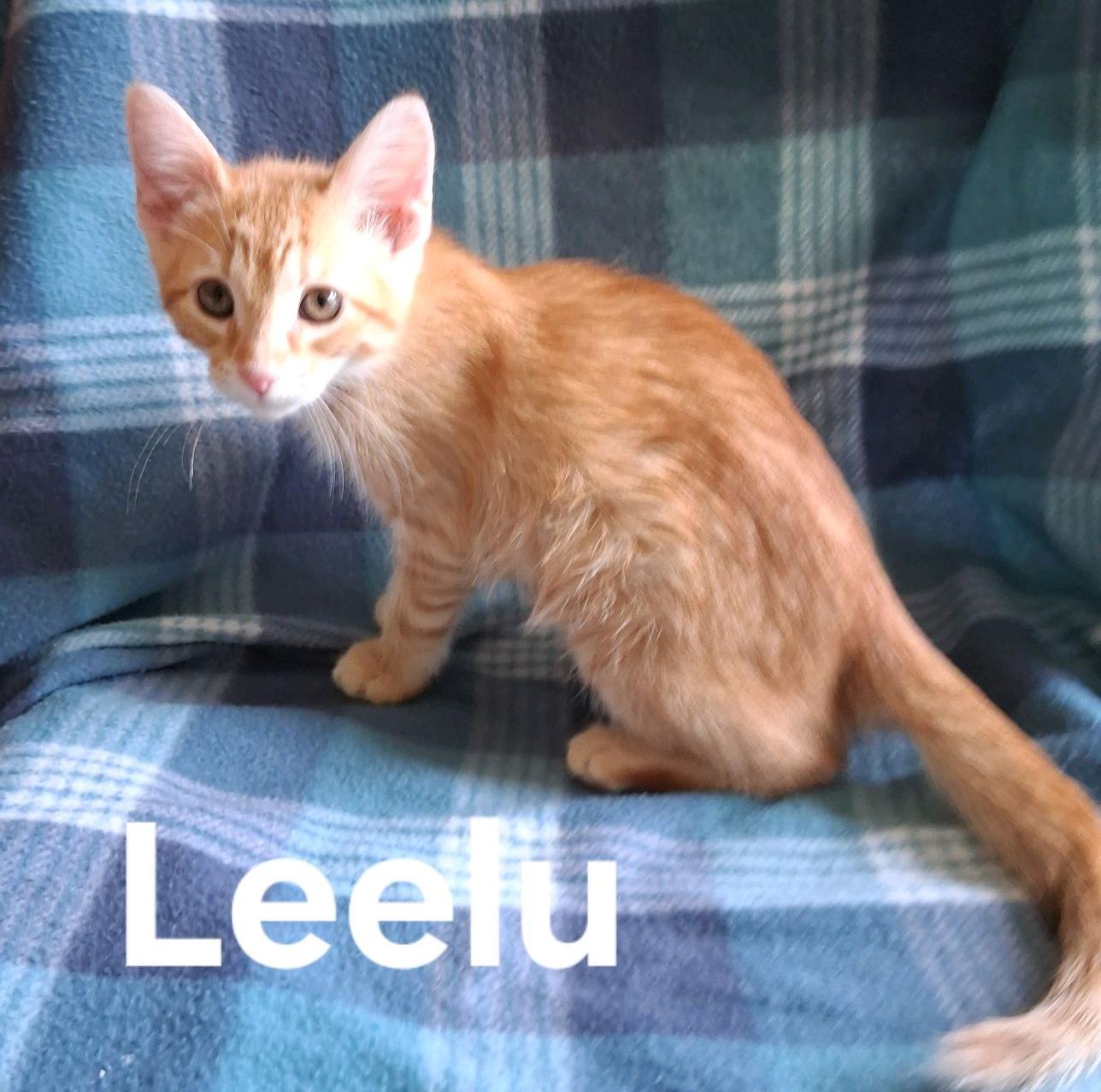 Leelu, ADOPTABLE, Kitten Female American Shorthair.