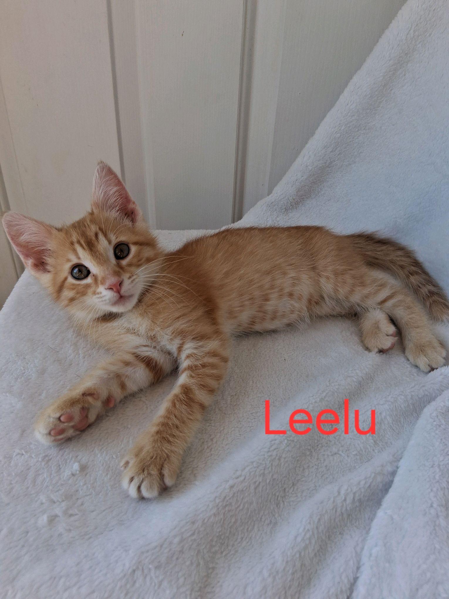Leelu, a ADOPTABLE American Shorthair in Murfreesboro, TN image 2/2