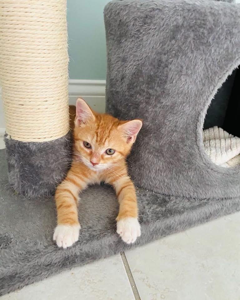 Colby, adopted, Kitten Male Domestic Short Hair.