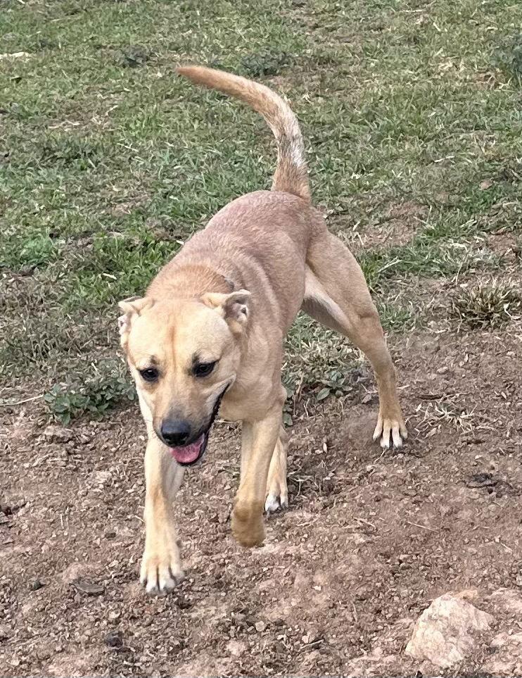 Enlarge Arbor, a Adoptable Mixed Breed in North Wilkesboro, NC image 1/3