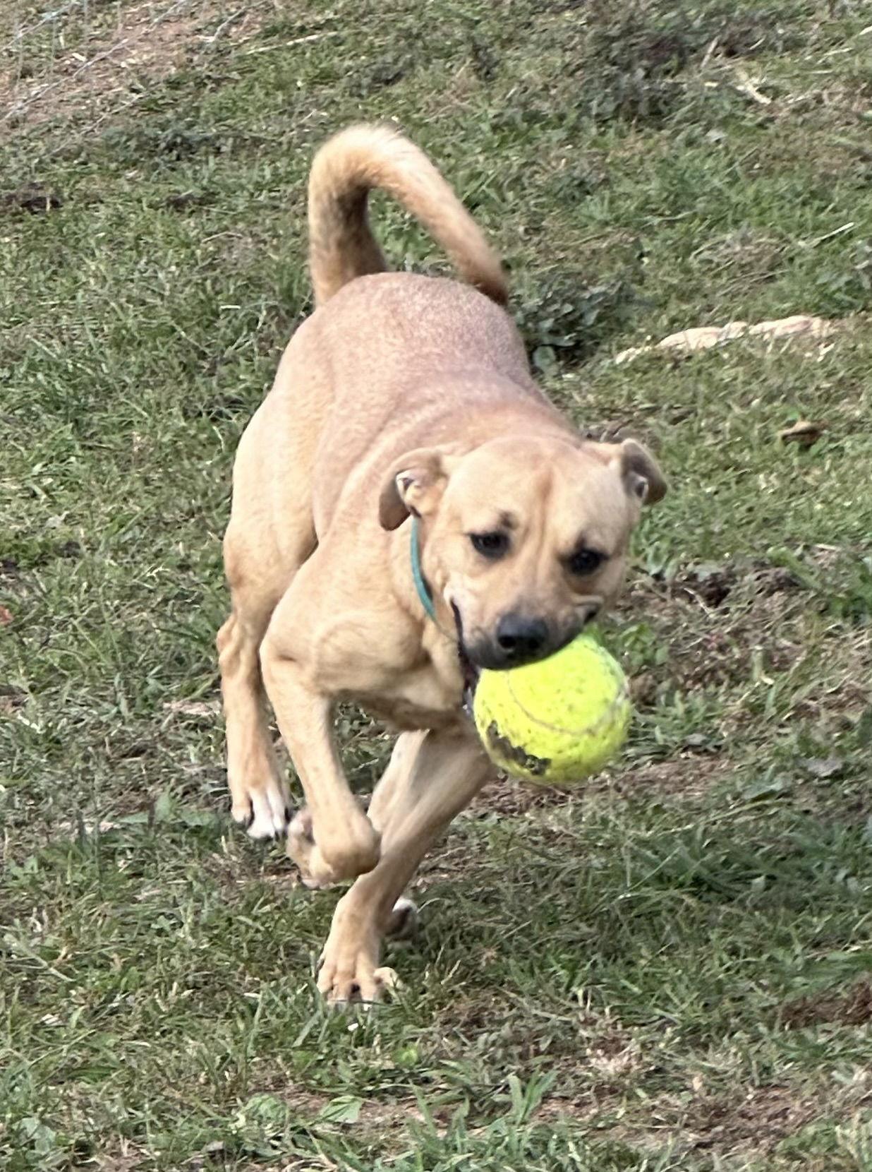 Enlarge Arbor, a Adoptable Mixed Breed in North Wilkesboro, NC image 3/3
