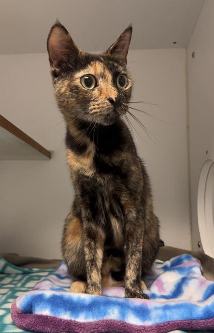 Carolina, Adoptable, Adult Female Domestic Short Hair & Domestic Short Hair.