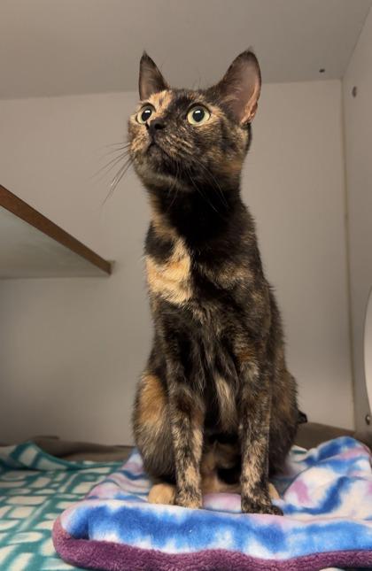 Enlarge Carolina, a Adoptable mixed breed in Lawrenceville, GA image 1/3