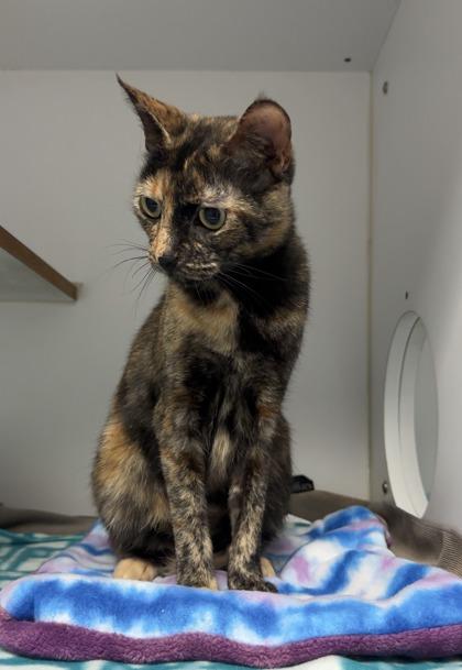 Enlarge Carolina, a Adoptable mixed breed in Lawrenceville, GA image 3/3