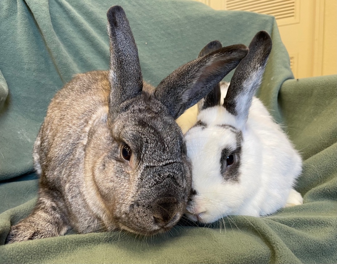 Enlarge Blueberry and Chickpea, a Adoptable mixed breed in Rancho Cordova, CA image 1/12