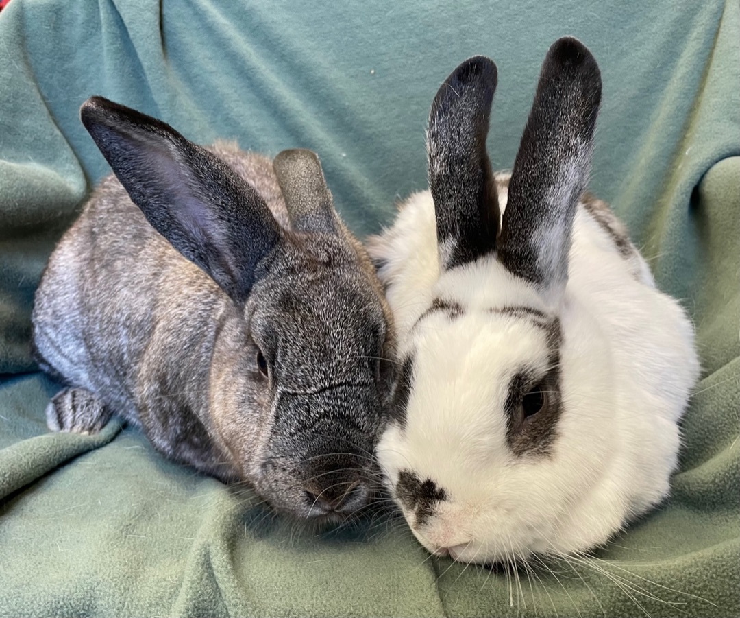 Enlarge Blueberry and Chickpea, a Adoptable mixed breed in Rancho Cordova, CA image 2/12