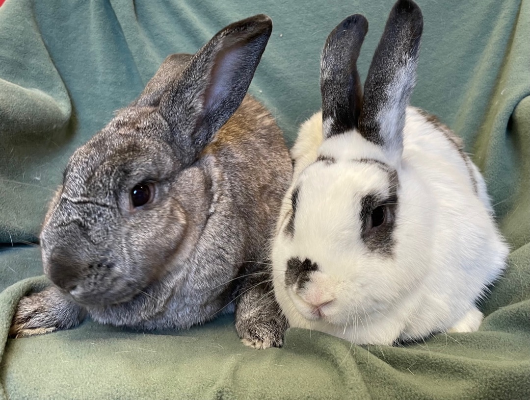 Enlarge Blueberry and Chickpea, a Adoptable mixed breed in Rancho Cordova, CA image 3/12