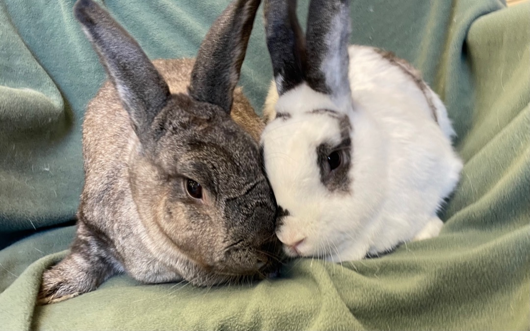 Enlarge Blueberry and Chickpea, a Adoptable mixed breed in Rancho Cordova, CA image 4/12