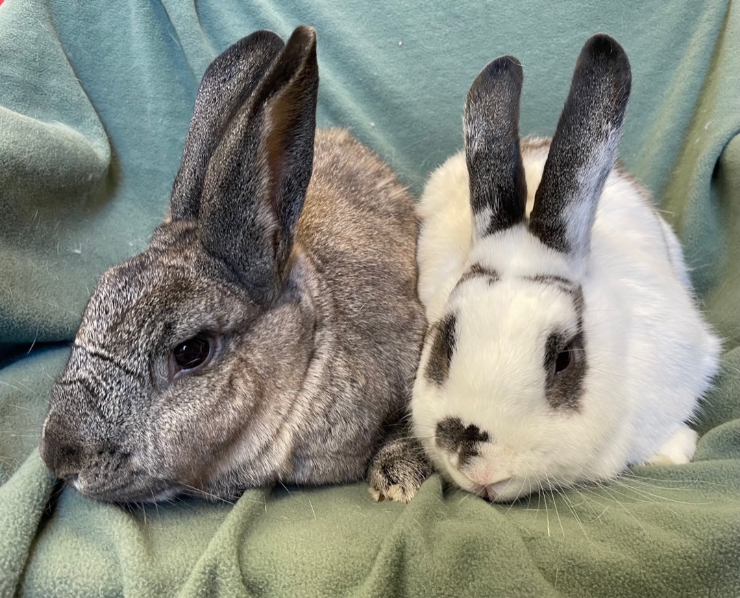 Enlarge Blueberry and Chickpea, a Adoptable mixed breed in Rancho Cordova, CA image 5/12