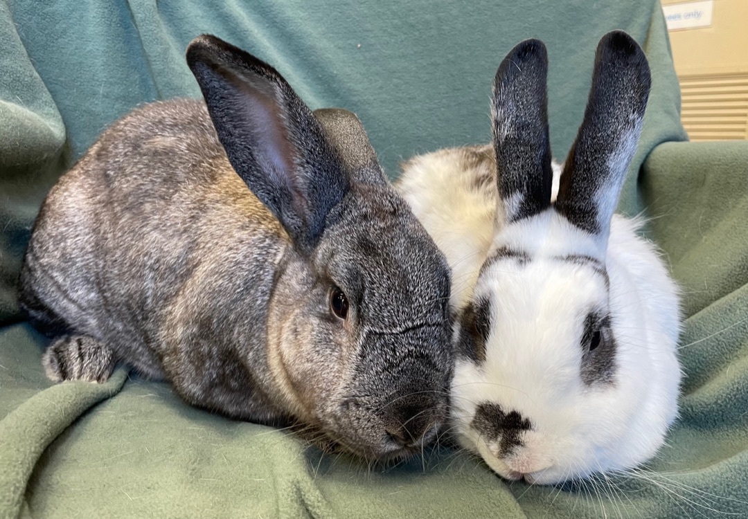 Enlarge Blueberry and Chickpea, a Adoptable mixed breed in Rancho Cordova, CA image 6/12