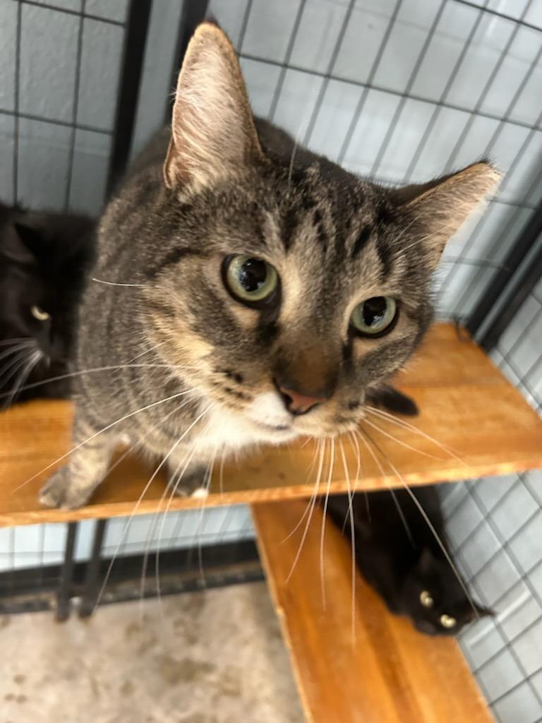 Enlarge Tigger, a Adoptable mixed breed in Bryan, OH image 1/1