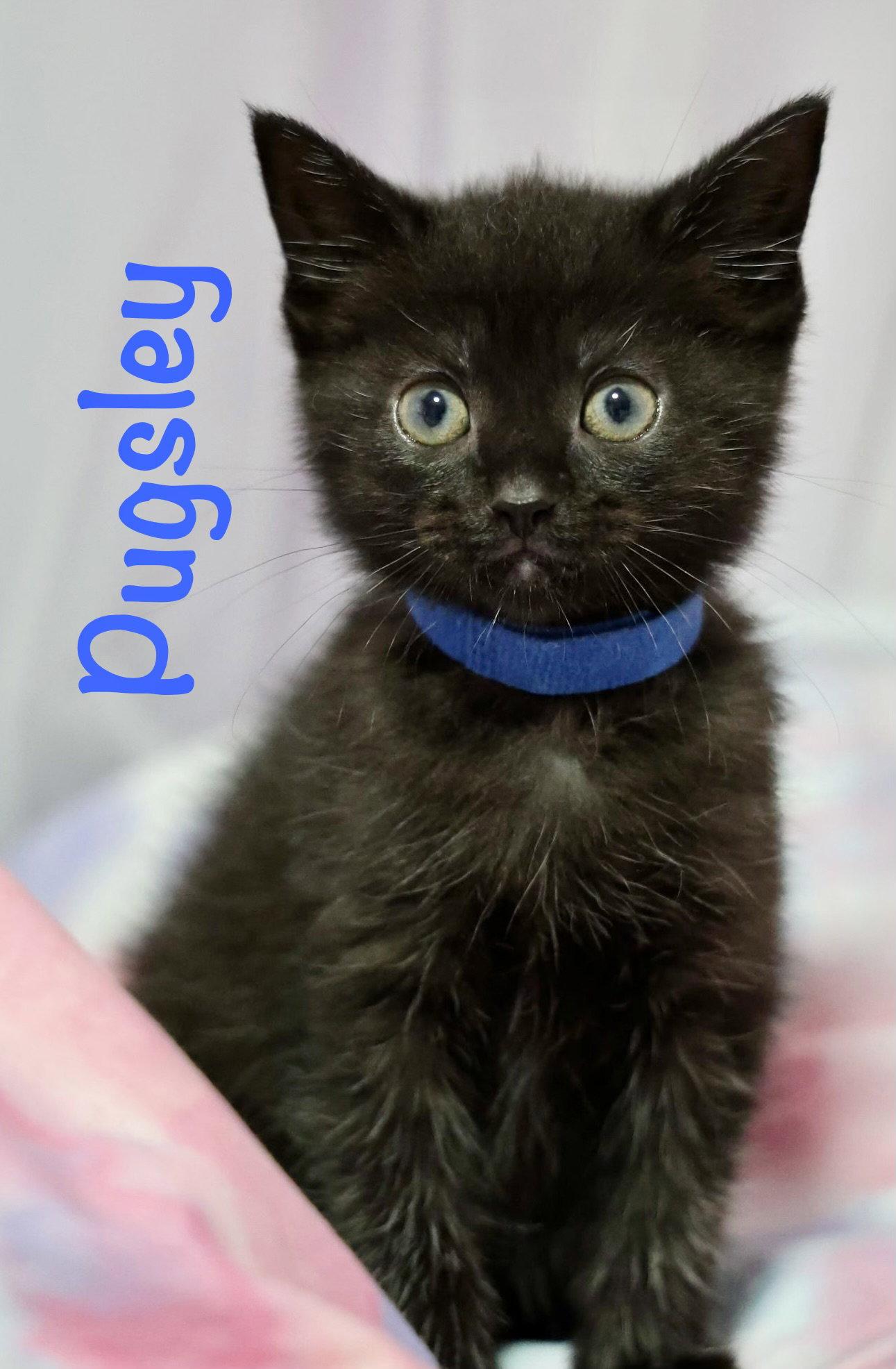Enlarge Pugsley, a Adoptable Domestic Short Hair in Reston, VA image 2/3