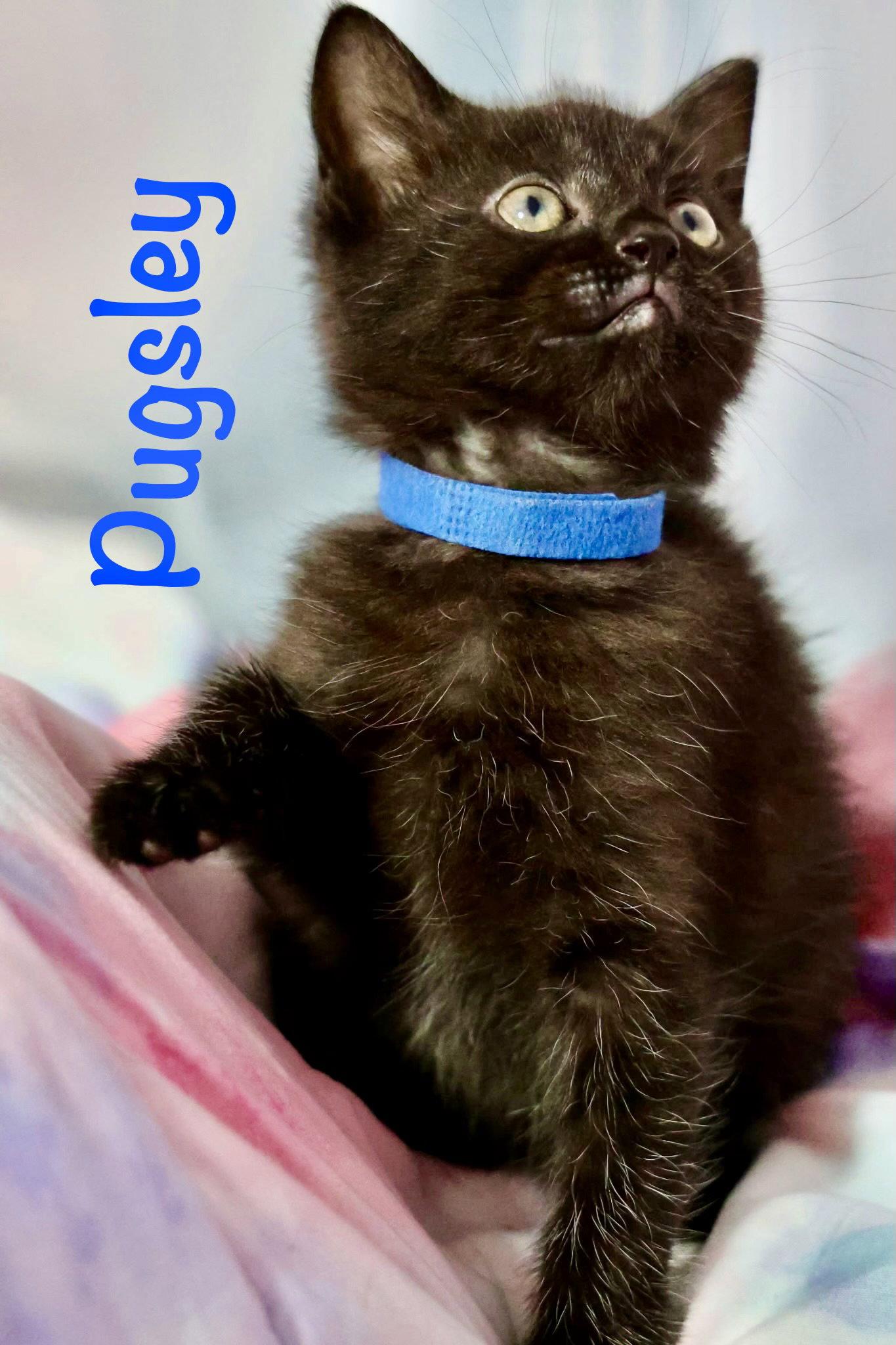 Enlarge Pugsley, a Adoptable Domestic Short Hair in Reston, VA image 3/3