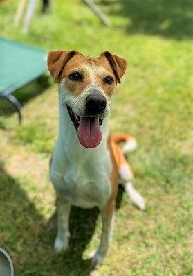 Enlarge Cheyenne, a Adoptable mixed breed in Manning, SC image 1/1