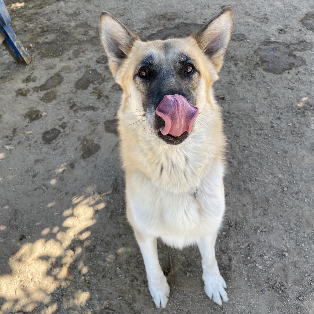 Mia, Adoptable, Adult Female German Shepherd Dog & Mixed Breed.