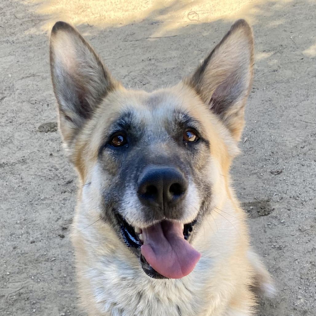 Enlarge Mia, a Adoptable mixed breed in Riverside, CA image 2/6