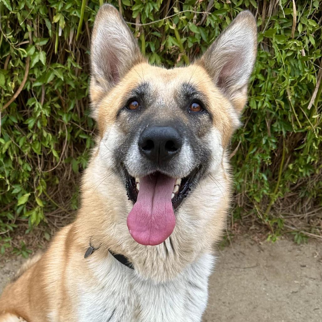 Enlarge Mia, a Adoptable mixed breed in Riverside, CA image 3/6