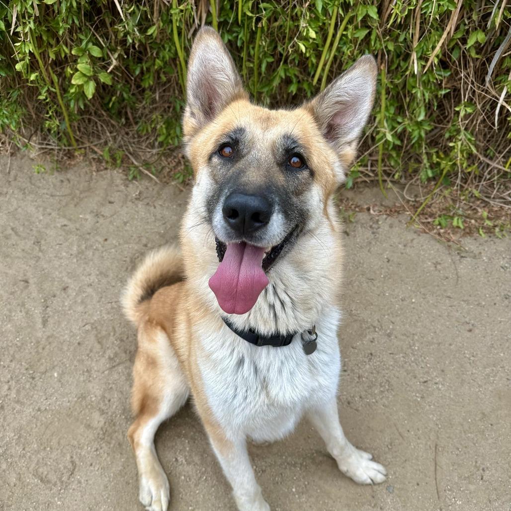 Enlarge Mia, a Adoptable mixed breed in Riverside, CA image 4/6