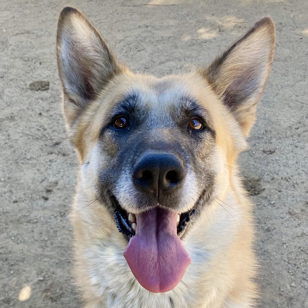 Mia, a Adoptable mixed breed in Riverside, CA image 4/6