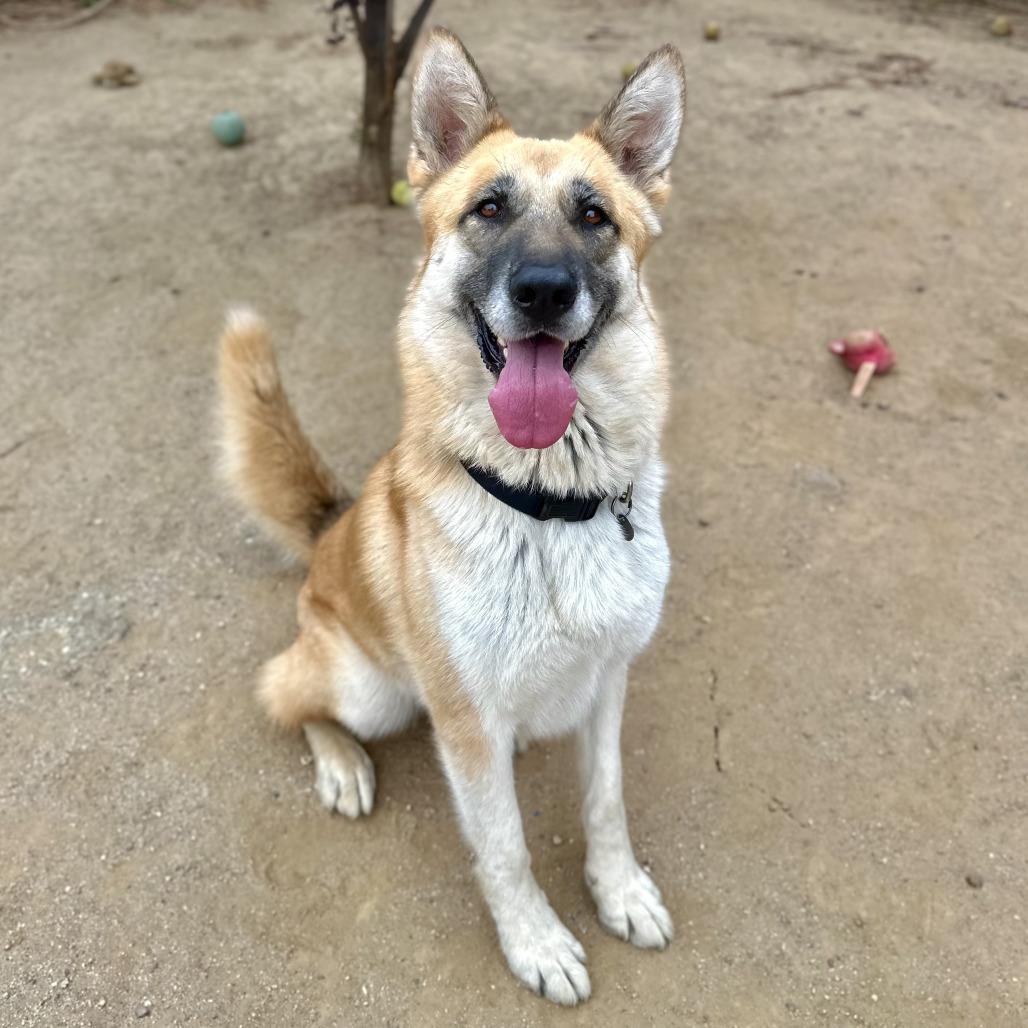 Enlarge Mia, a Adoptable mixed breed in Riverside, CA image 5/6