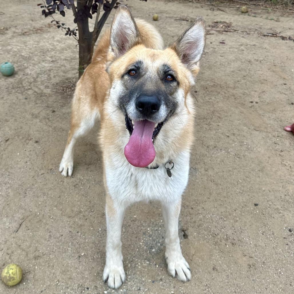 Enlarge Mia, a Adoptable mixed breed in Riverside, CA image 6/6