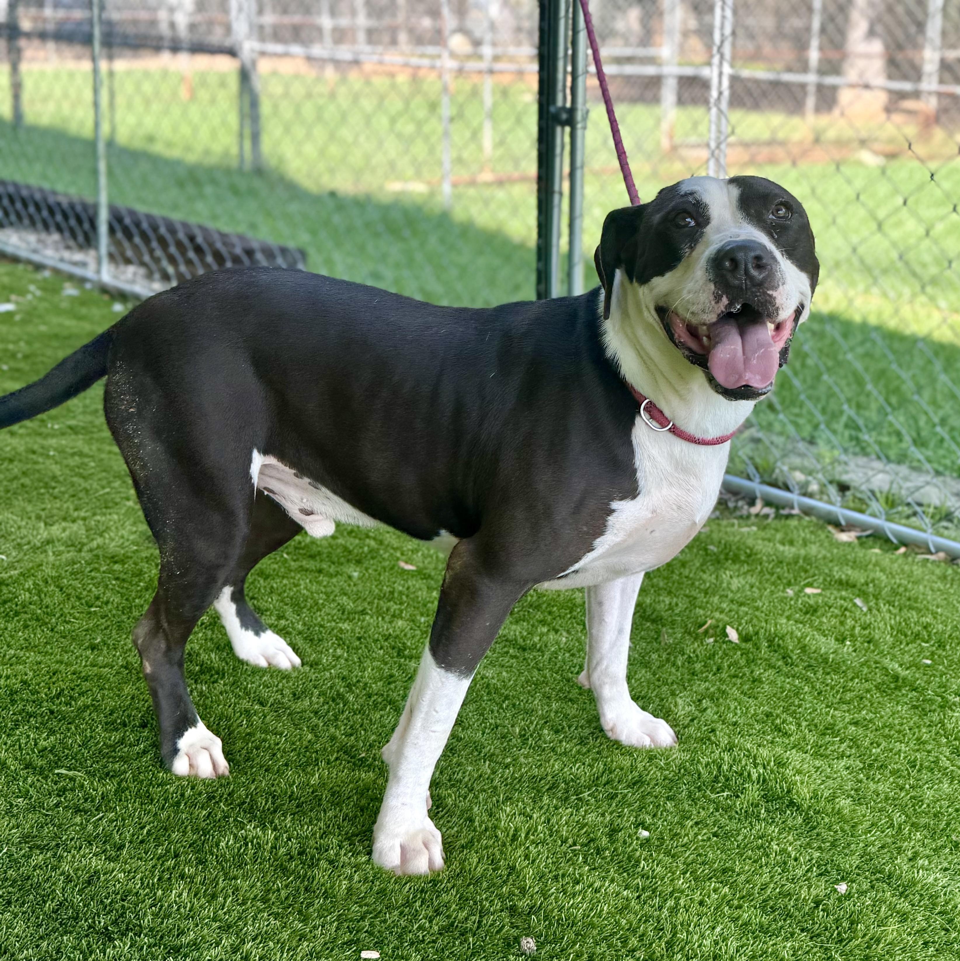Enlarge Buddy, a Adoptable mixed breed in Magnolia, TX image 5/5