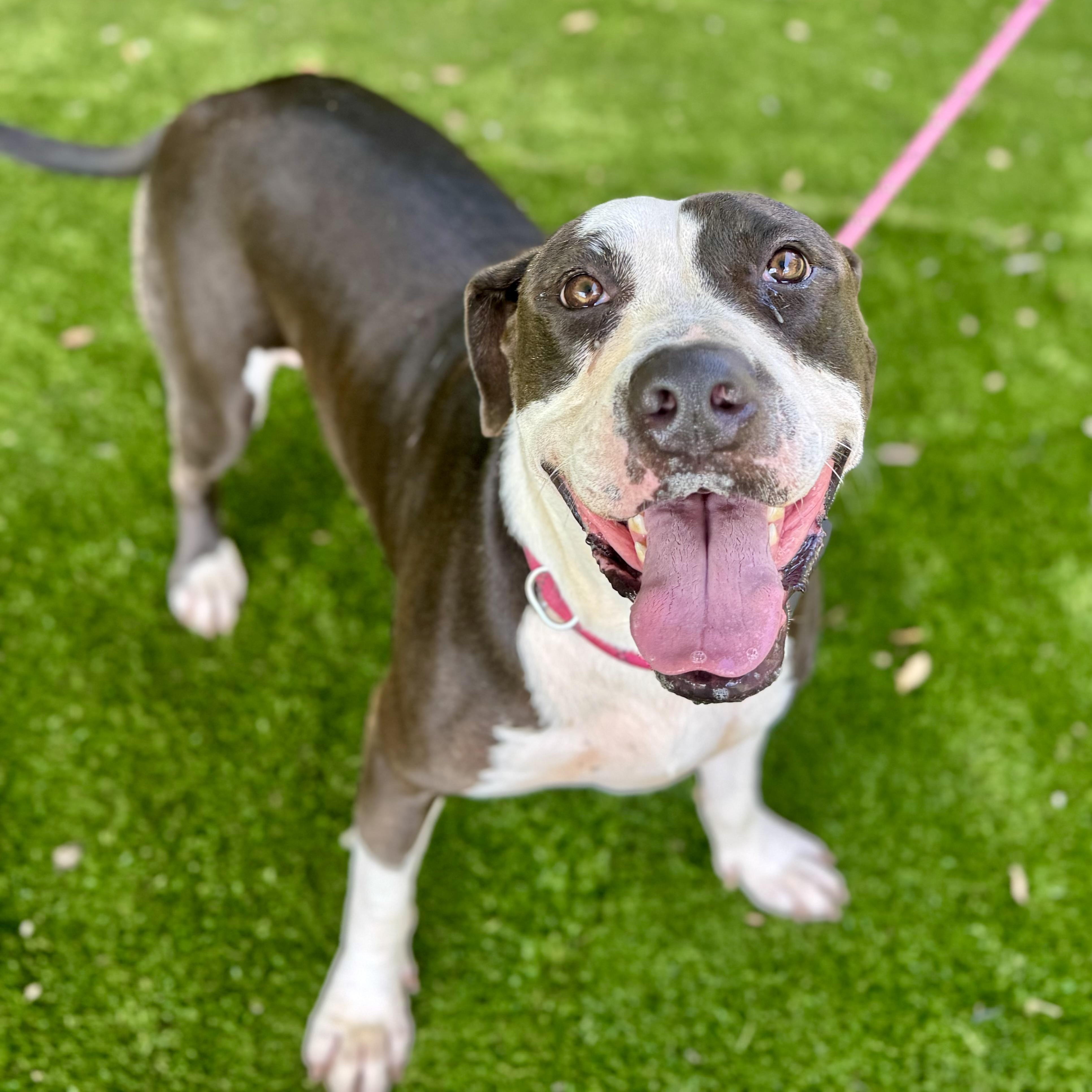Buddy, Adoptable, Adult Male Pit Bull Terrier & Boxer.