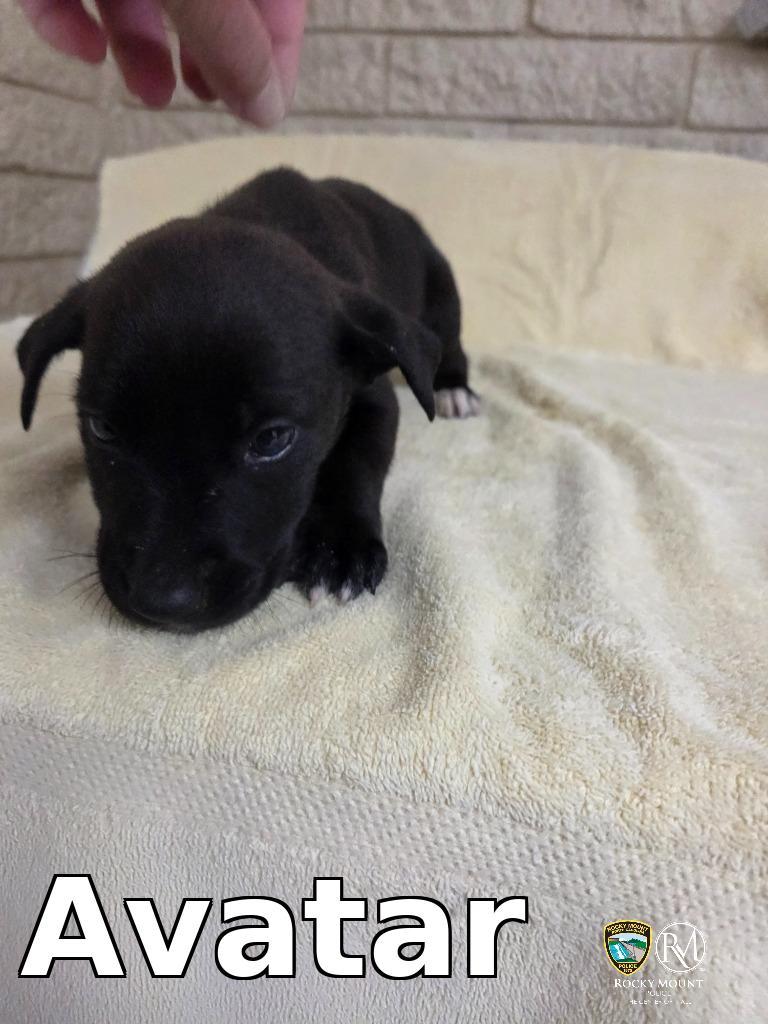 Enlarge Avatar, a Adoptable Shepherd in Rocky Mount, NC image 1/1